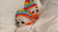 HAVE A NICE DAY @tiktok. shotty