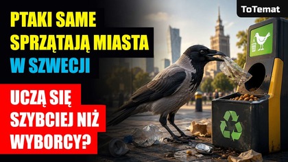 Ptaki same Sprzątają miasta w Szwecji | Uczą się szybciej niż wyborcy?