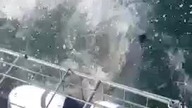 Żarłacz błękitny atakuje turyst&oacute;w