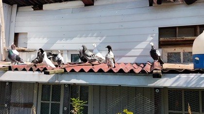 Gołębnik starych gołębi jest pusty, czekam na sprzątanie 