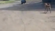 Jazda motorynka pony Film Z okazji 20 widzów na kanale
