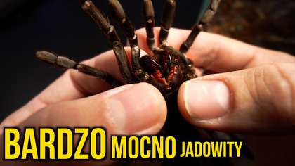 Wyprowadzka, przeprowadzka, i TEN MOCNO JADOWITY.  Orni, Murin, Braszka