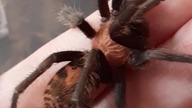 Davus pentaloris 