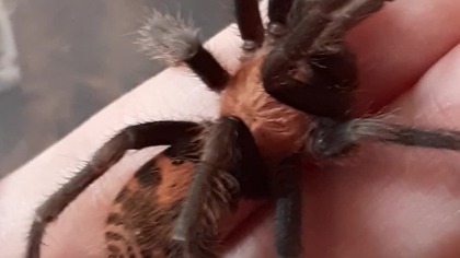 Davus pentaloris 
