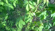 Marycha Theatrum Illuminatum