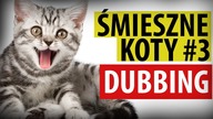 ŚMIESZNE KOTY #3