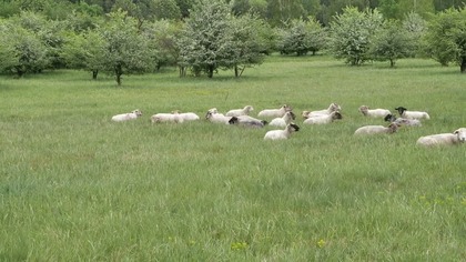 Owce wyruszyły na wypas.  W Jaworznie znów można obserwować te zwierzęta