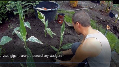 Odc-658-Sadzenie-kukurydza gigant, arundo donax,kanna stuttgart,dosiew trawy.