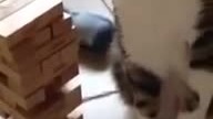 Jenga cat