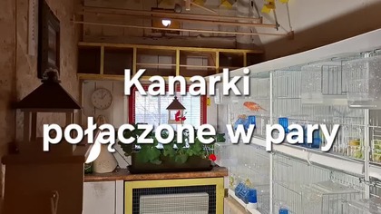 Kanarki w Garden KuRaż * Łącznie w pary * 09.  11.  2025
