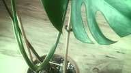 #shortsMonstera kręci nowego liścia