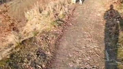 Rubik wraca do lasu!