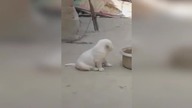 LiveLeak - Puppy