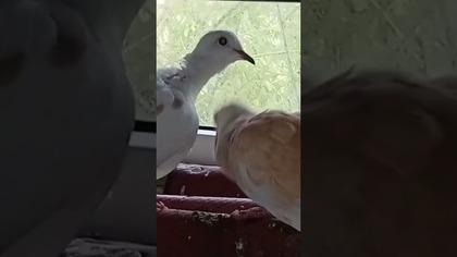 Cukrówki  #pigeon #fus #birds #hodowlagolebi #nature #golebie