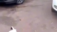 Oglądaj Do Końca a Zesztywniejesz!!! 