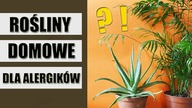 Rośliny doniczkowe dla ALERGIKÓW 