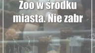 Zoo w środku miasta.  Nie zabrakło latających wiewiórek