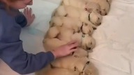 FUNNY DOGS, Compilation #1 - Best of 2020