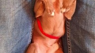 Tolek odpoczywa #chihuahua