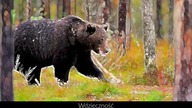 Wdzięczność niedźwiedzia - Bajka Słowiańska
