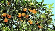 Kreta Crete Botanical Park & Gardens of Crete - magiczne piękno natury!