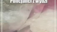 Świdnik: Areszt przez konopie i stymulanty