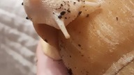 Curious Archahatina snail 
