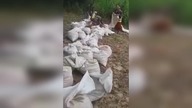 LiveLeak - Release newborn turtles in the guapore river Brazil