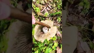 This mushroom is an imposter!