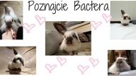 Drugi królik! Poznajcie Bactera