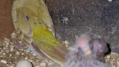 Świergotki seledynowe #parrots