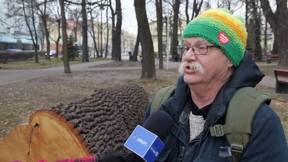 Czy to drzewo było chore? Przyrodnik zaprzecza