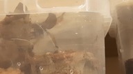 Psalmopoeus pulcher - pajęczy akrobata :-)
