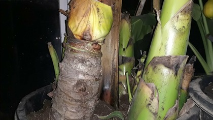 Odc-562-Jak zimuje: Musella lasiocarpa, alocasia x caliodora, musa basjoo,temp,itp