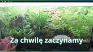 Akwarium zarosło, więc tniemy :)