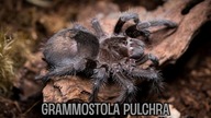 Tyle na nią czekałem  Grammostola pulchra + Linothele megatheloides
