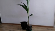 #99 Palma kokosowa (Cocos nucifera) - kupiłem w markecie za grosze, jak postępować po zakupie?