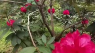 Arboretum Lądek-Zdrój #shorts #nature #botanical #garden Różaneczik #shorts #shortsvideo