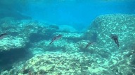 Snorkeling - Kalithea Thermes (RHODES)
