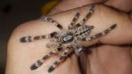 Przekładanie  Heteroscodra maculata i Poecilotheria subfusca!