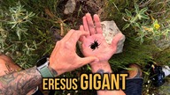Eresus GIGANT i poważne problemy 