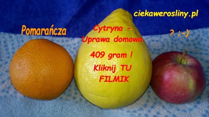 57 Cytryna skierniewicka.  Pierwszy duży owoc uprawy w domu, szklarni 08 02 2015