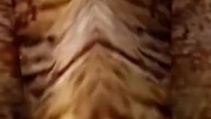 gnębienie mieszkańców Archolos dopóki nie będzie updateu 54/X