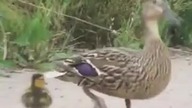To rescue the ducklings 