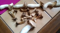 Suszenie grzybów na drucie Boczniak Mikołajkowy Królewski Eryngii suszenie w Piekarniku.