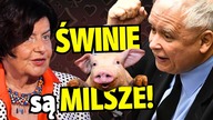 SENYSZYN ZNÓW WYPALIŁA O ŚWINIACH! Zaorała PiS i Kaczyńskiego