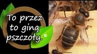 Ten film zszokuje pszczelarzy.  Dlaczego giną pszczoły?