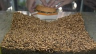 BigMac VS KFC | What will the maggots eat faster?