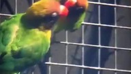 Papużki nierozłączki #shorts #animals #ptaki