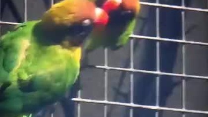 Papużki nierozłączki #shorts #animals #ptaki